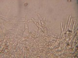 Galerina vittiformis image