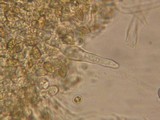 Galerina vittiformis f. vittiformis image