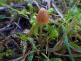 Galerina pumila image