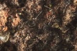 Sarea difformis image