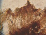 Sarea difformis image
