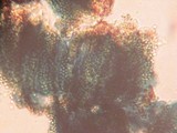 Sarea difformis image