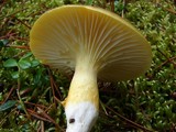Hygrophorus hypothejus image
