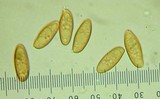 Gomphidius glutinosus image