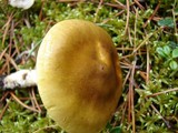 Hygrophorus hypothejus image