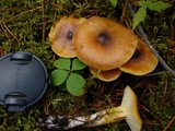 Hygrophorus hypothejus image