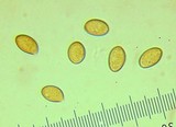 Inocybe ionocephala image