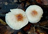 Lepiota castaneidisca image