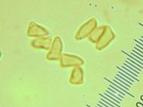 Lepiota castaneidisca image