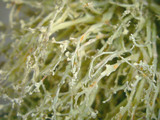 Ramalina petrina image