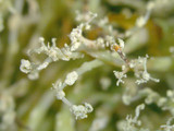 Ramalina petrina image