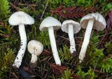 Inocybe geophylla var. geophylla image