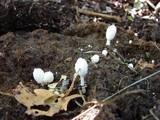 Coprinopsis nivea image