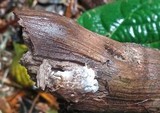 Ceratiomyxa fruticulosa var. fruticulosa image