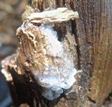 Ceratiomyxa fruticulosa var. fruticulosa image