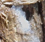 Ceratiomyxa fruticulosa var. fruticulosa image