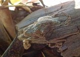 Ceratiomyxa fruticulosa var. fruticulosa image