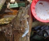 Ceratiomyxa fruticulosa var. fruticulosa image