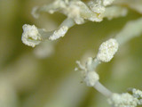 Ramalina petrina image
