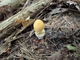 Amanita amerifulva image