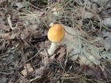 Amanita amerifulva image
