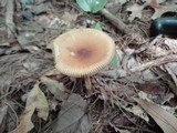 Amanita amerifulva image