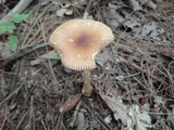 Amanita amerifulva image