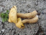 Suillus punctipes image