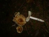 Inocybe perlata image