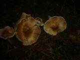 Inocybe perlata image