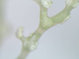 Ramalina petrina image