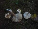 Inocybe perlata image
