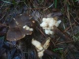 Leucopaxillus mirabilis image