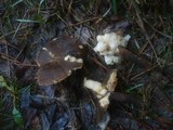 Leucopaxillus mirabilis image