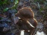 Leucopaxillus mirabilis image
