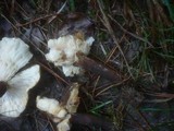 Leucopaxillus mirabilis image