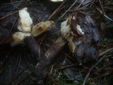 Leucopaxillus mirabilis image