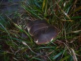 Leucopaxillus mirabilis image
