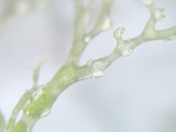 Ramalina petrina image