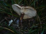 Leucopaxillus mirabilis image