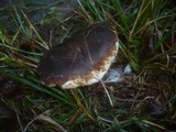 Leucopaxillus mirabilis image