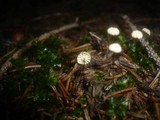 Marasmius wettsteinii image
