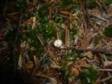 Marasmius wettsteinii image