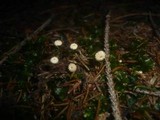 Marasmius wettsteinii image