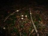 Marasmius wettsteinii image