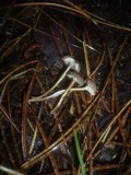 Mycena clavicularis image