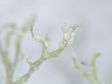 Ramalina petrina image