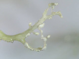 Ramalina petrina image