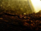 Sphaerobolus stellatus image