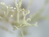 Ramalina petrina image